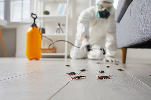 Commercial Kitchen Cockroach Control in Baden